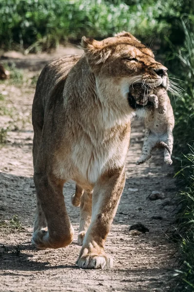 Schöne Löwen in der Savanne — Stockfoto