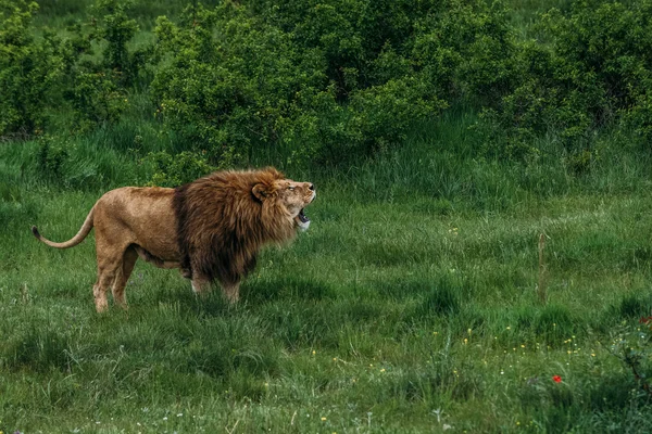 Nádherný lvi v Savannah — Stock fotografie