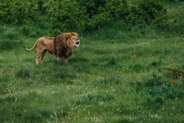 Hermosos Leones en Savannah — Foto de Stock