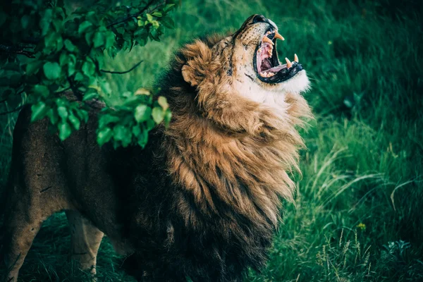 Schöne Löwen in der Savanne — Stockfoto