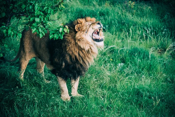 Hermosos Leones en Savannah — Foto de Stock