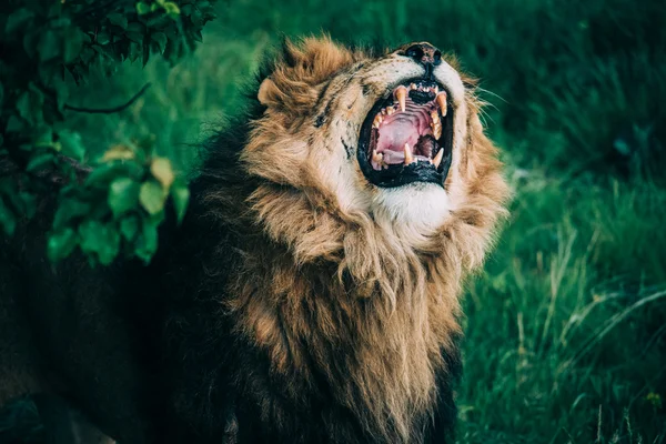 Hermosos Leones en Savannah — Foto de Stock