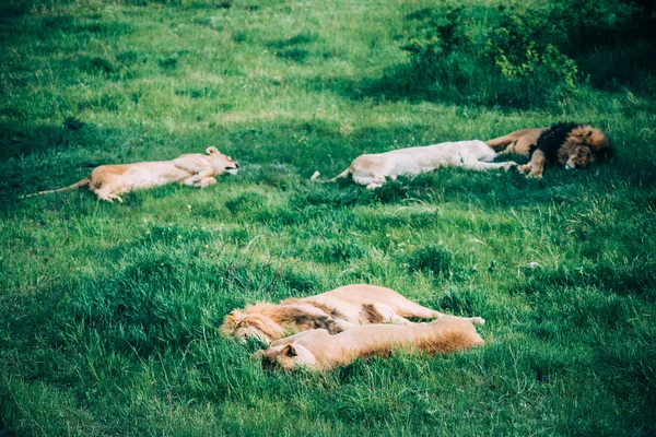 Красиві леви напрямку Savannah — стокове фото