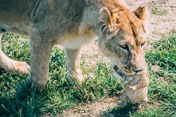 Leões bonitos em Savannah — Fotografia de Stock