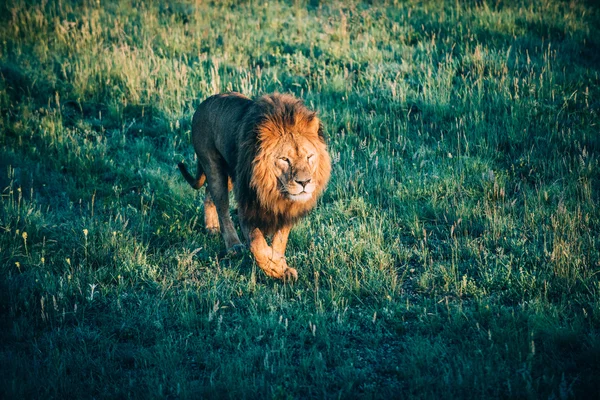 Bellissimi leoni a Savannah — Foto Stock