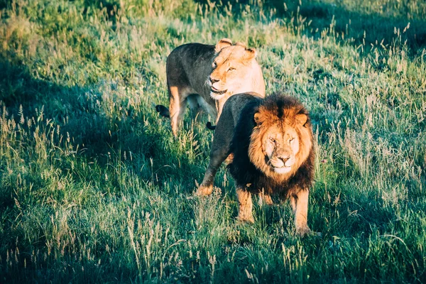 Leões bonitos em Savannah — Fotografia de Stock