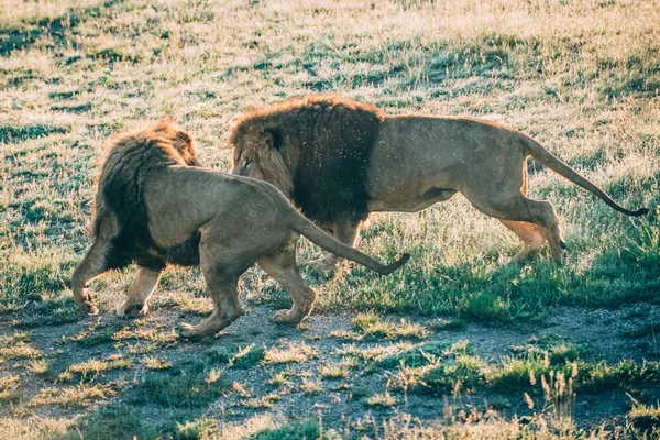 サバンナの美しいライオンズ — ストック写真