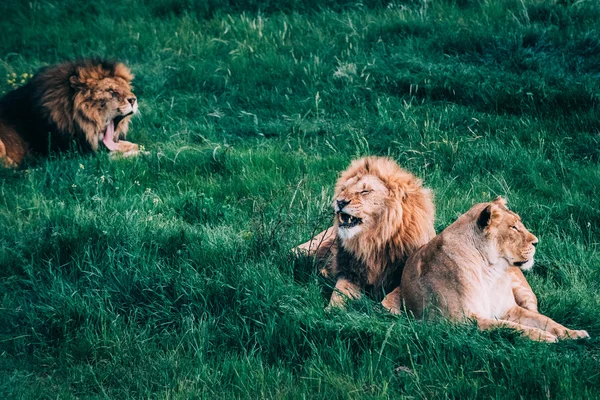 Vackra lejonen på savannen — Stockfoto