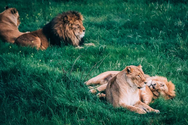 Beautiful Lions in Savannah — Stock Photo, Image