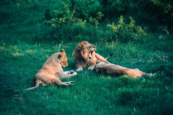 Hermosos Leones en Savannah —  Fotos de Stock