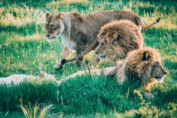 Hermosos Leones en Savannah — Foto de Stock