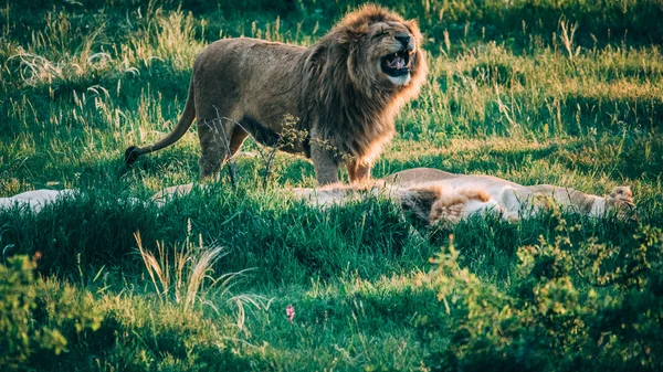 Leões bonitos em Savannah — Fotografia de Stock