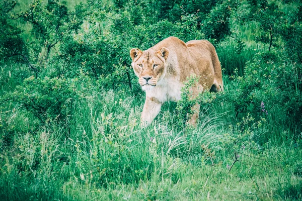 在大草原的美丽狮子 — 图库照片
