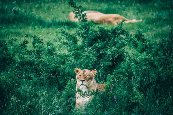 Hermosos Leones en Savannah — Foto de Stock