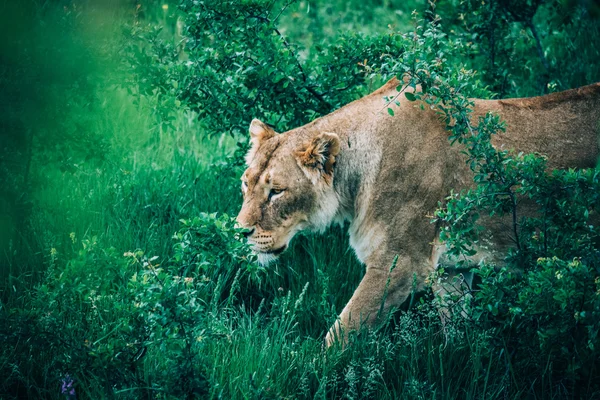 Vackra lejonen på savannen — Stockfoto
