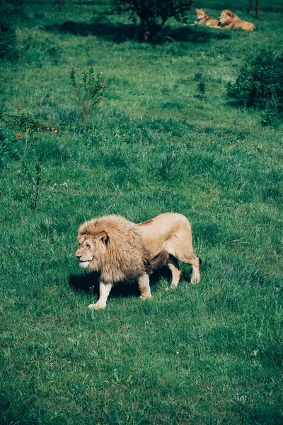 Beautiful Lions in Savannah — Stock Photo, Image