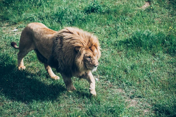 Bellissimi leoni a Savannah — Foto Stock