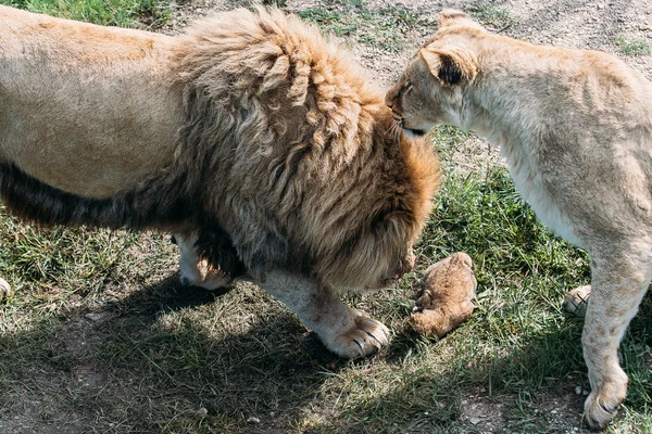 Leões bonitos em Savannah — Fotografia de Stock