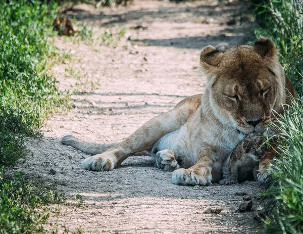 Beautiful Lions in Savannah — Stock Photo, Image