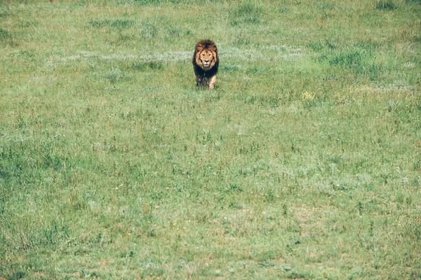 Όμορφη λιοντάρια στη σαβάνα — Φωτογραφία Αρχείου