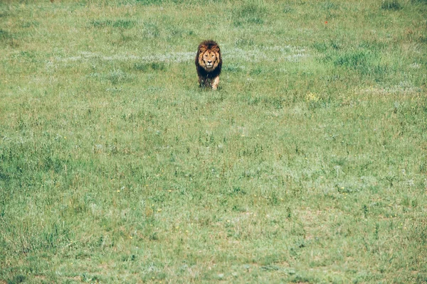 Leões bonitos em Savannah — Fotografia de Stock