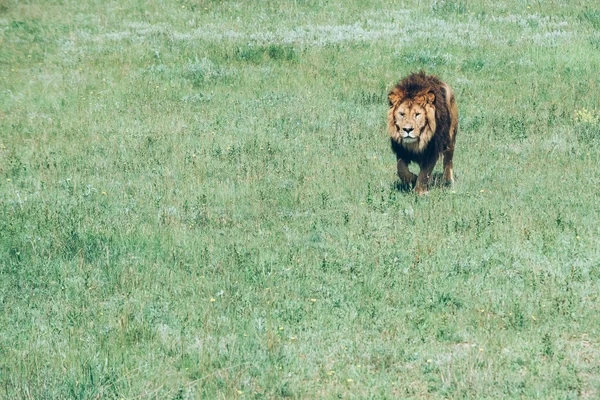 サバンナの美しいライオンズ — ストック写真