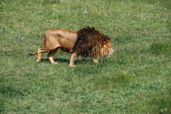 Mooie Lions in Savannah — Stockfoto