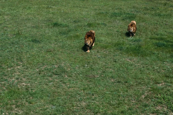 Hermosos Leones en Savannah — Foto de Stock