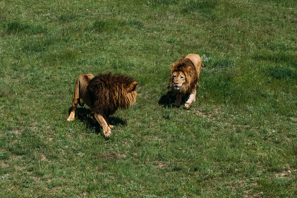 Bellissimi leoni a Savannah — Foto Stock