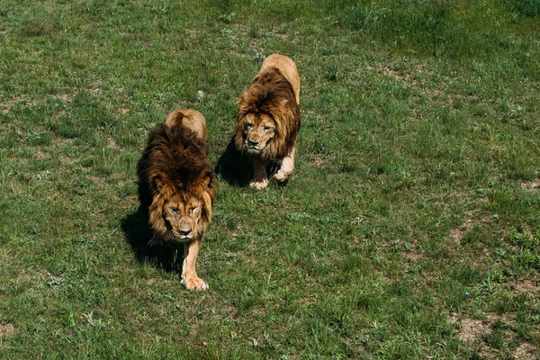 Schöne Löwen in der Savanne — Stockfoto