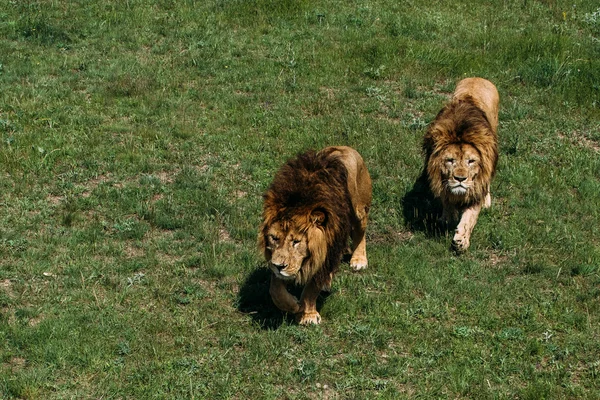 Hermosos Leones en Savannah —  Fotos de Stock