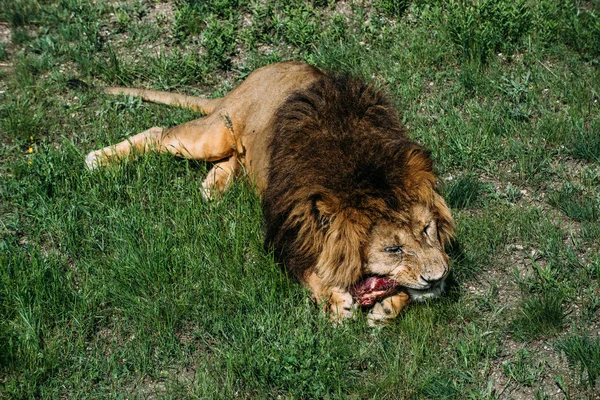 Nádherný lvi v Savannah — Stock fotografie