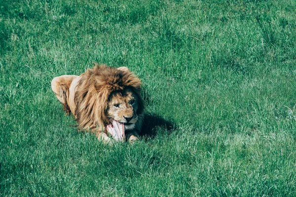 Bellissimi leoni a Savannah — Foto Stock