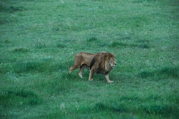 Bellissimi leoni a Savannah — Foto Stock