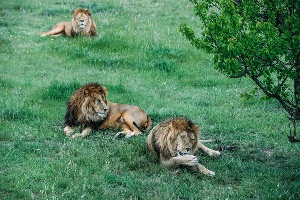 Schöne Löwen in der Savanne — Stockfoto