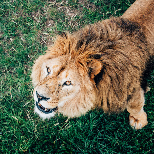 Beautiful Lions in Savannah