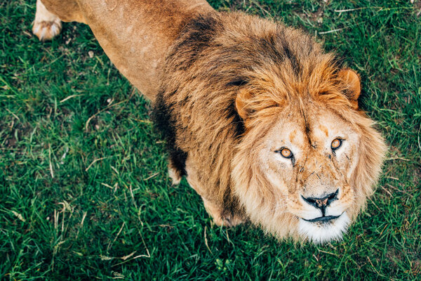 Beautiful Lions in Savannah