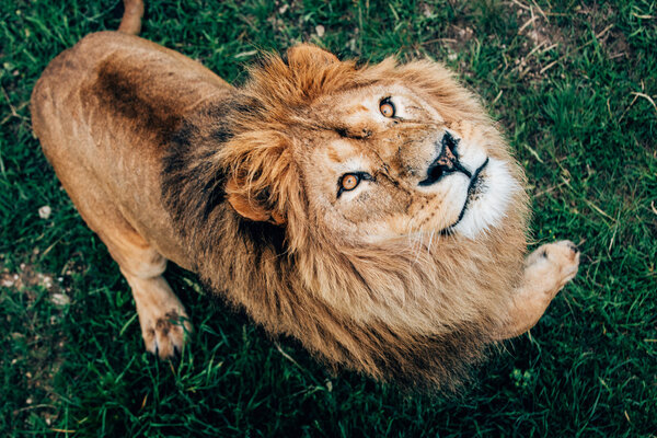 Beautiful Lions in Savannah