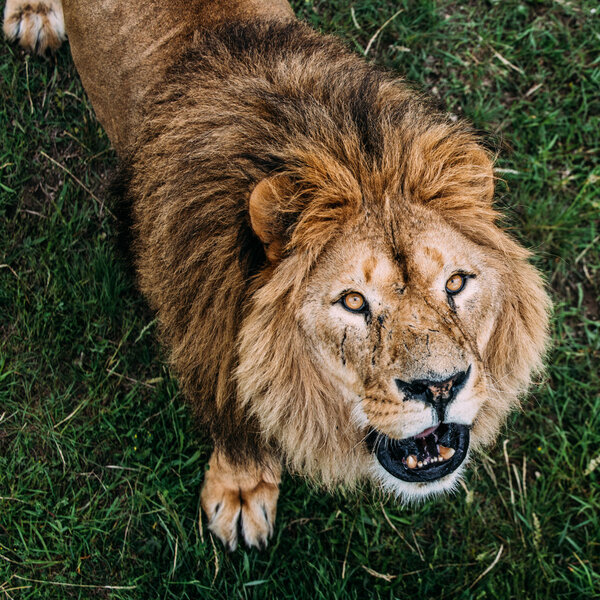 Beautiful Lions in Savannah