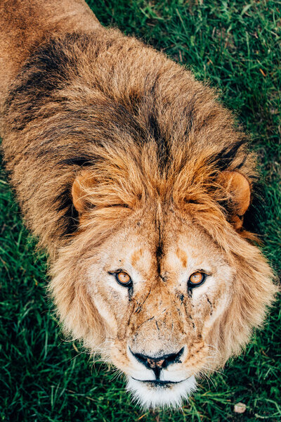 Beautiful Lions in Savannah