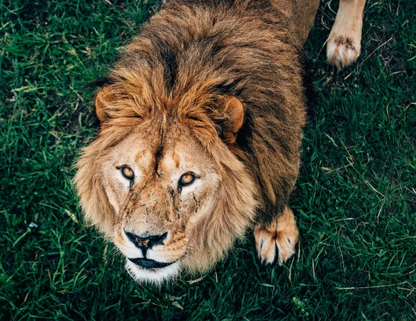 Hermosos Leones en Savannah — Foto de Stock