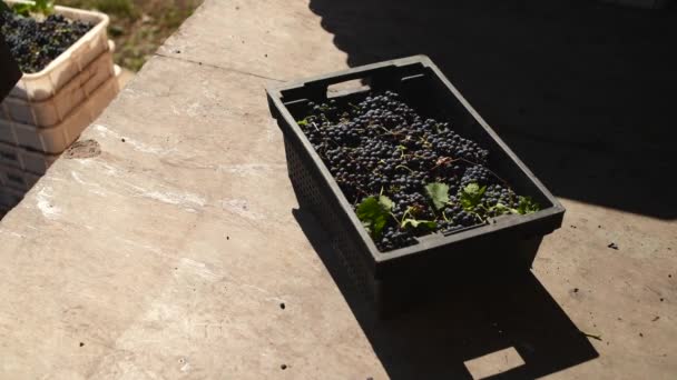 Colheita de uvas para vinho tinto na fábrica de vinhos, — Vídeo de Stock