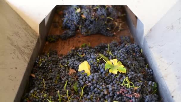 Convoyeur avec vin rouge raisin à l'usine de vin, la production de vin rouge — Video