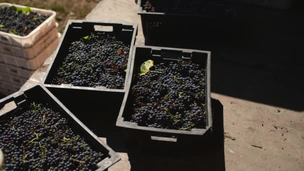 Şarap fabrikasında kırmızı şarap için üzüm hasadı, — Stok video