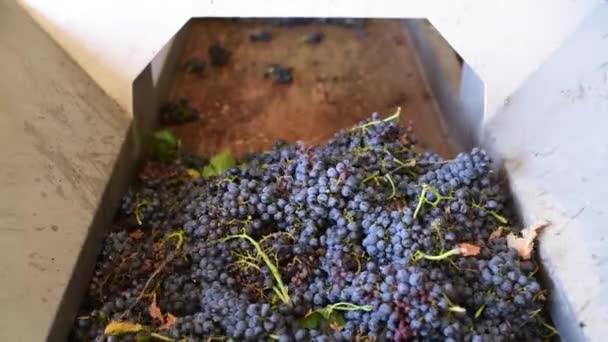 Transportador com uva de vinho tinto na fábrica de vinhos, produção de vinho tinto — Vídeo de Stock