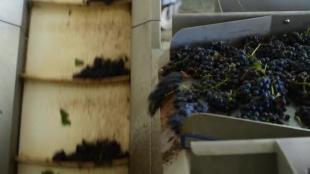 Förderband mit Rotweintrauben in der Weinfabrik, Rotweinproduktion — Stockvideo