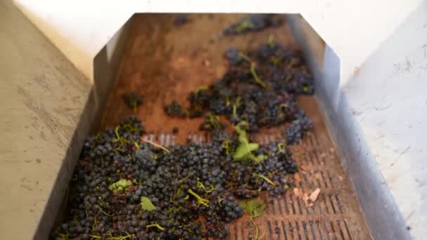 Förderband mit Rotweintrauben in der Weinfabrik, Rotweinproduktion — Stockvideo