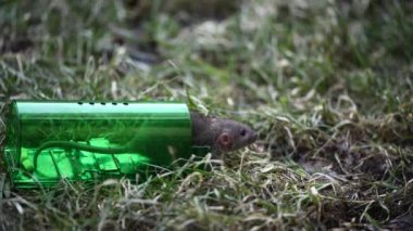Büyük gri fare ya da küçük fare yeşil plastik insani fare kapanına yakalanıp parktaki taze çimenlere bırakılır.