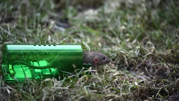 Nagy szürke egér vagy kis patkány fogott zöld műanyag humánus egércsapda, kiadás a friss fű a parkban — Stock videók