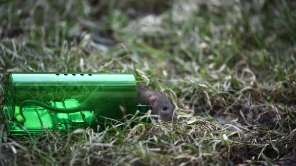 Nagy szürke egér vagy kis patkány fogott zöld műanyag humánus egércsapda, kiadás a friss fű a parkban — Stock videók